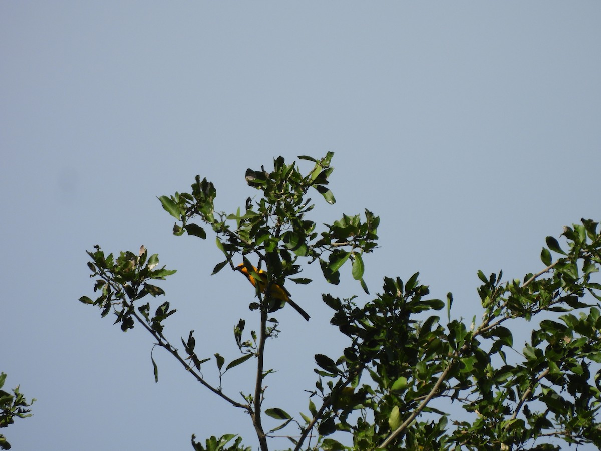 Yellow Oriole - Leandro Niebles Puello