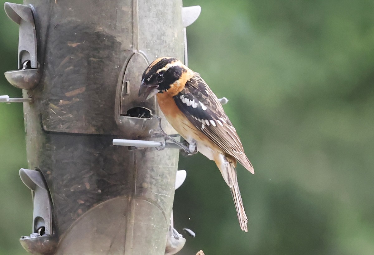 Black-headed Grosbeak - Ritch Pope