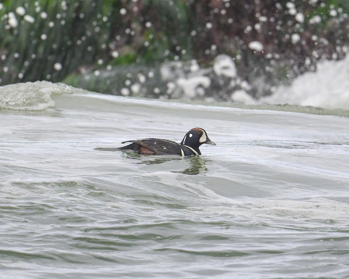 Harlequin Duck - Alfred Bowles