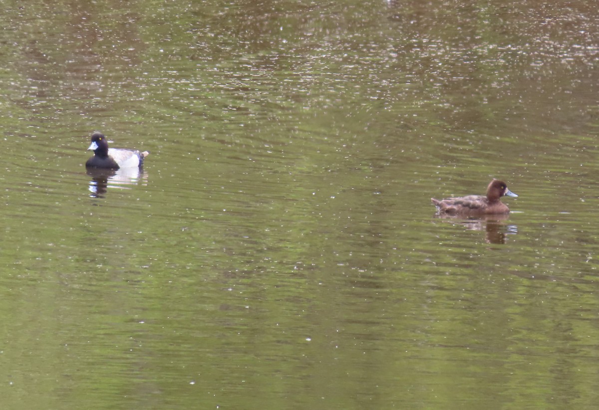 Lesser Scaup - Violet Kosack