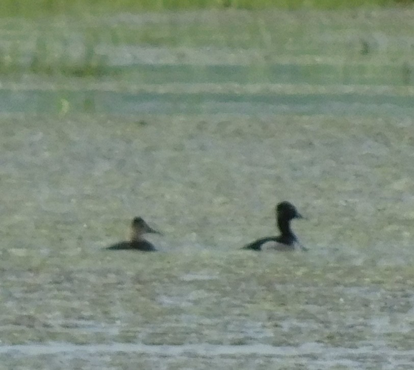 Ring-necked Duck - ML619601107