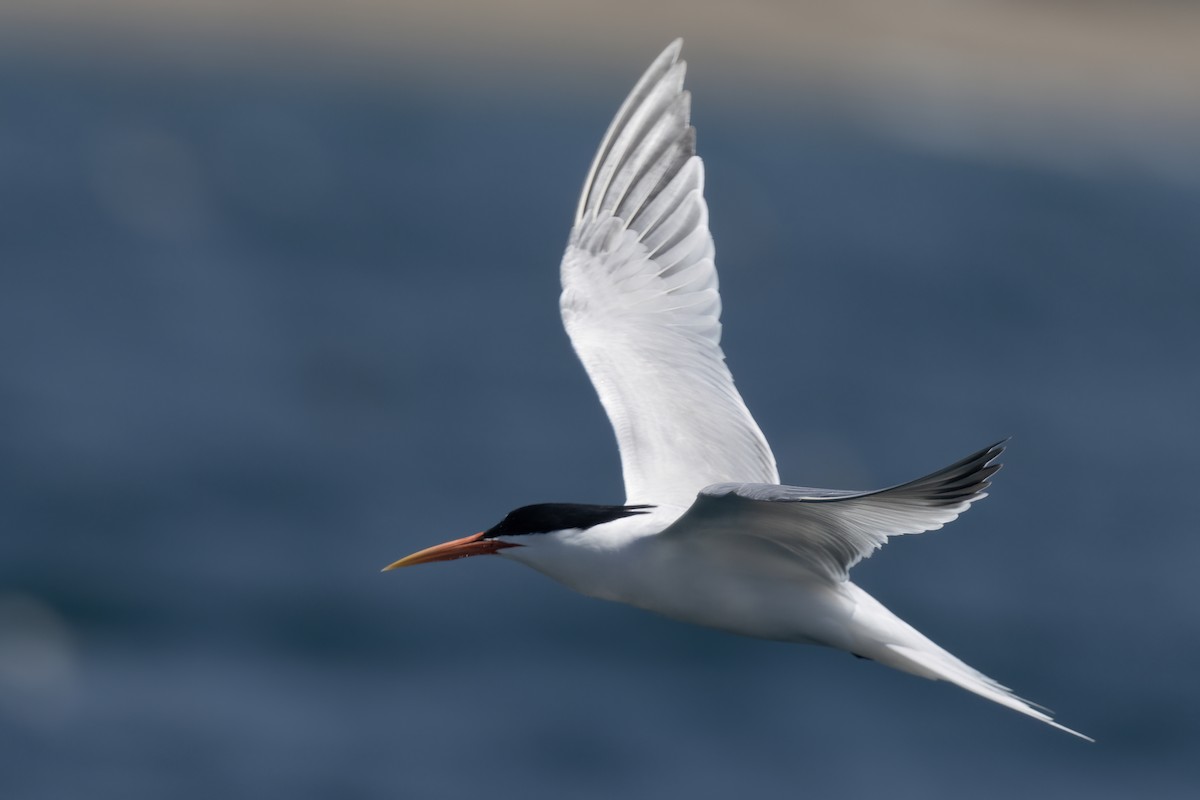 Elegant Tern - Ted Keyel