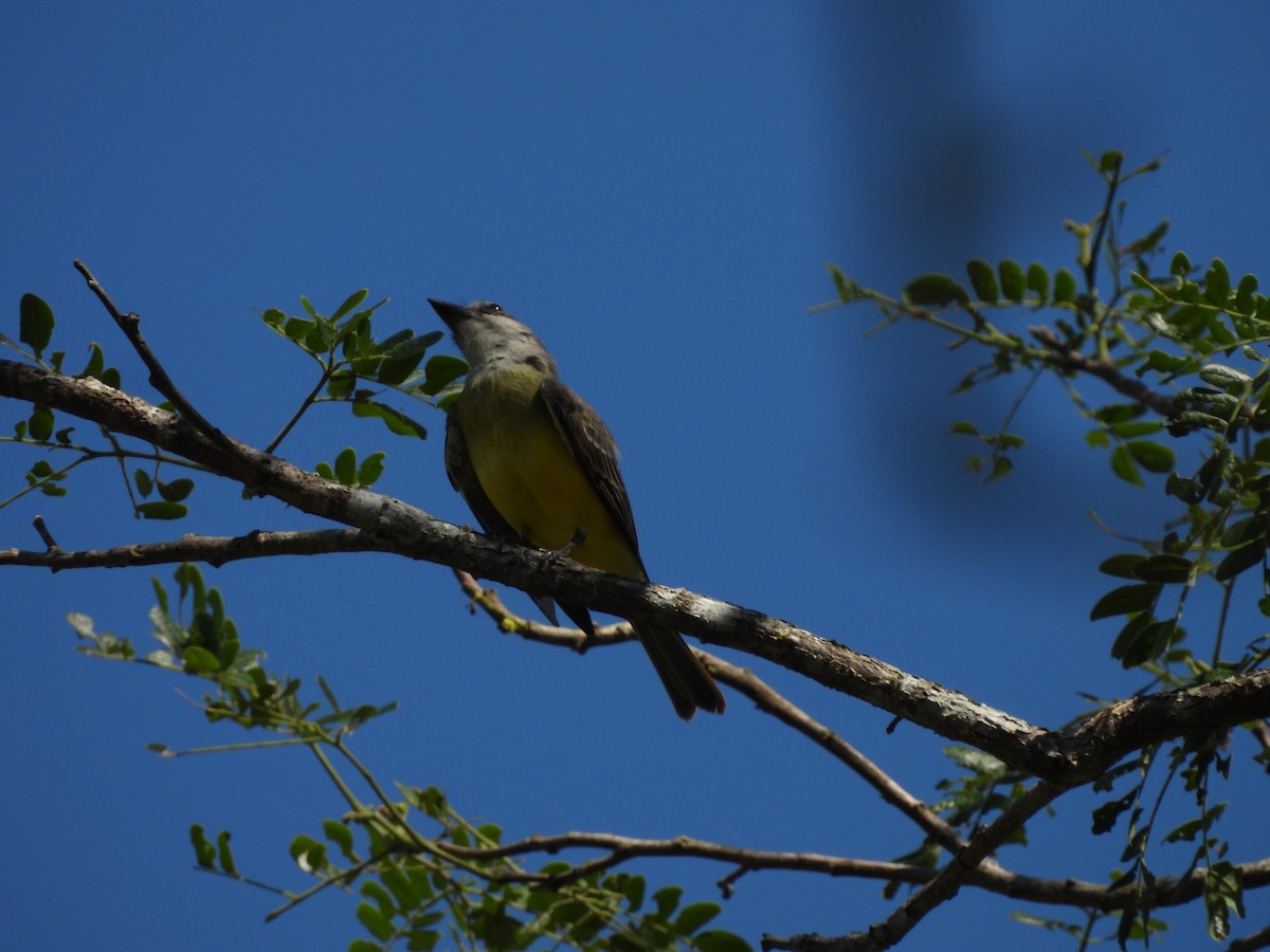 Tropical Kingbird - Leandro Niebles Puello