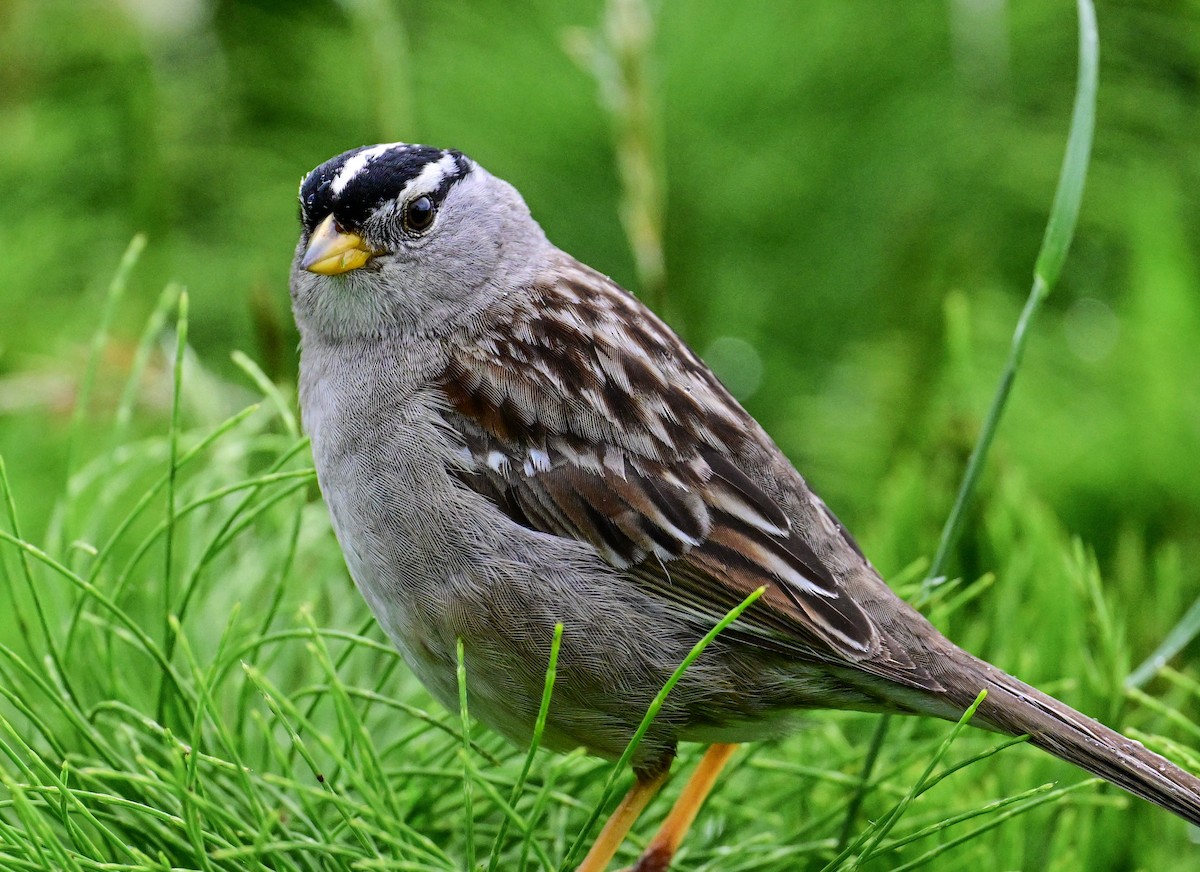 White-crowned Sparrow - ML619601115
