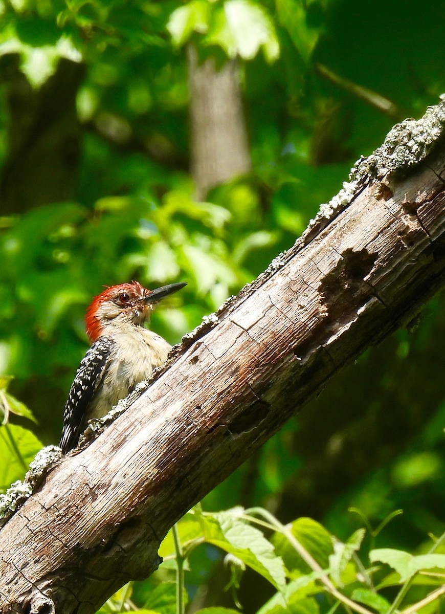 Red-bellied Woodpecker - Sue Bernstein