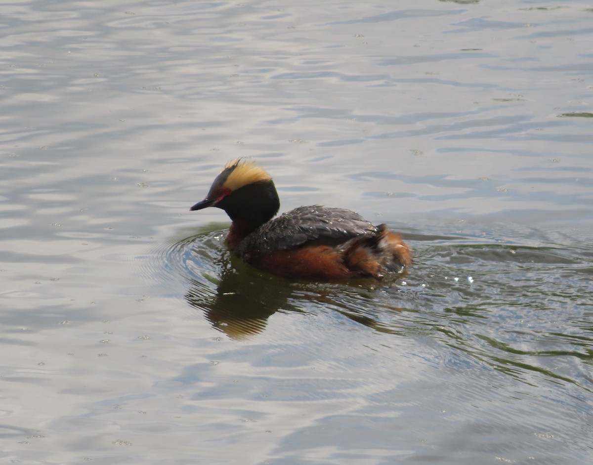 Horned Grebe - Violet Kosack