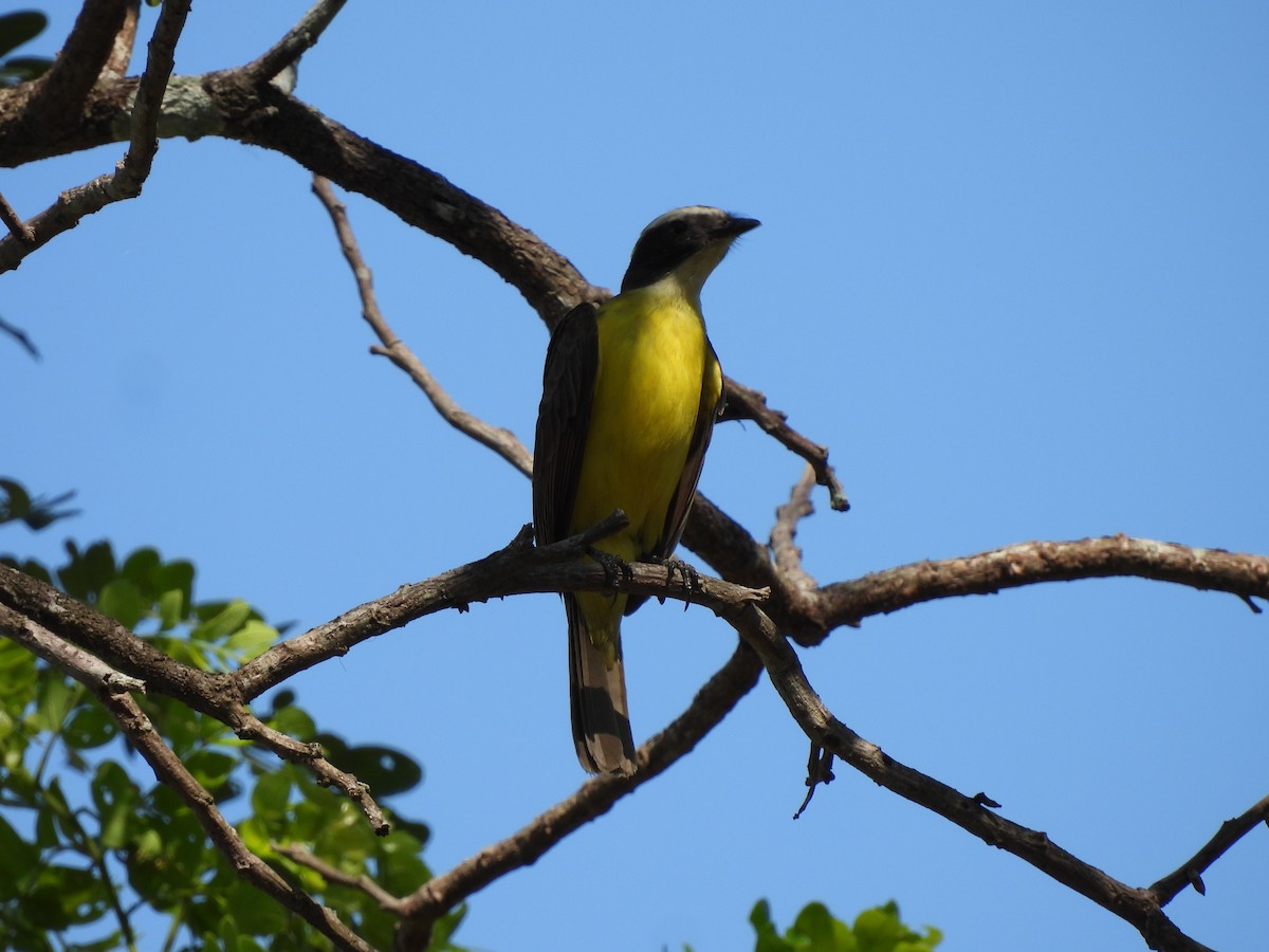 Social Flycatcher - Leandro Niebles Puello