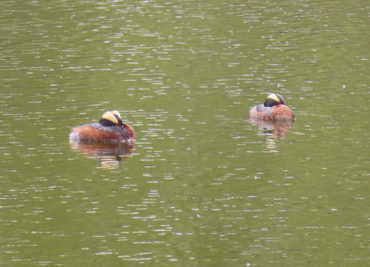 Horned Grebe - Violet Kosack