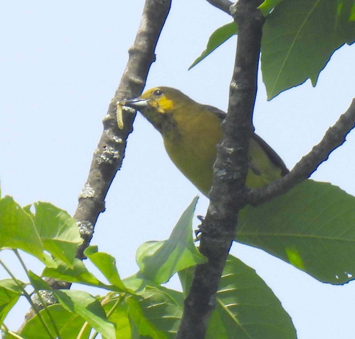 Orchard Oriole - Sue Bernstein