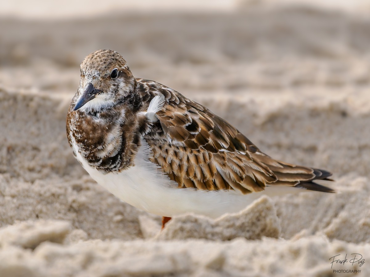 Ruddy Turnstone - Frank Diaz