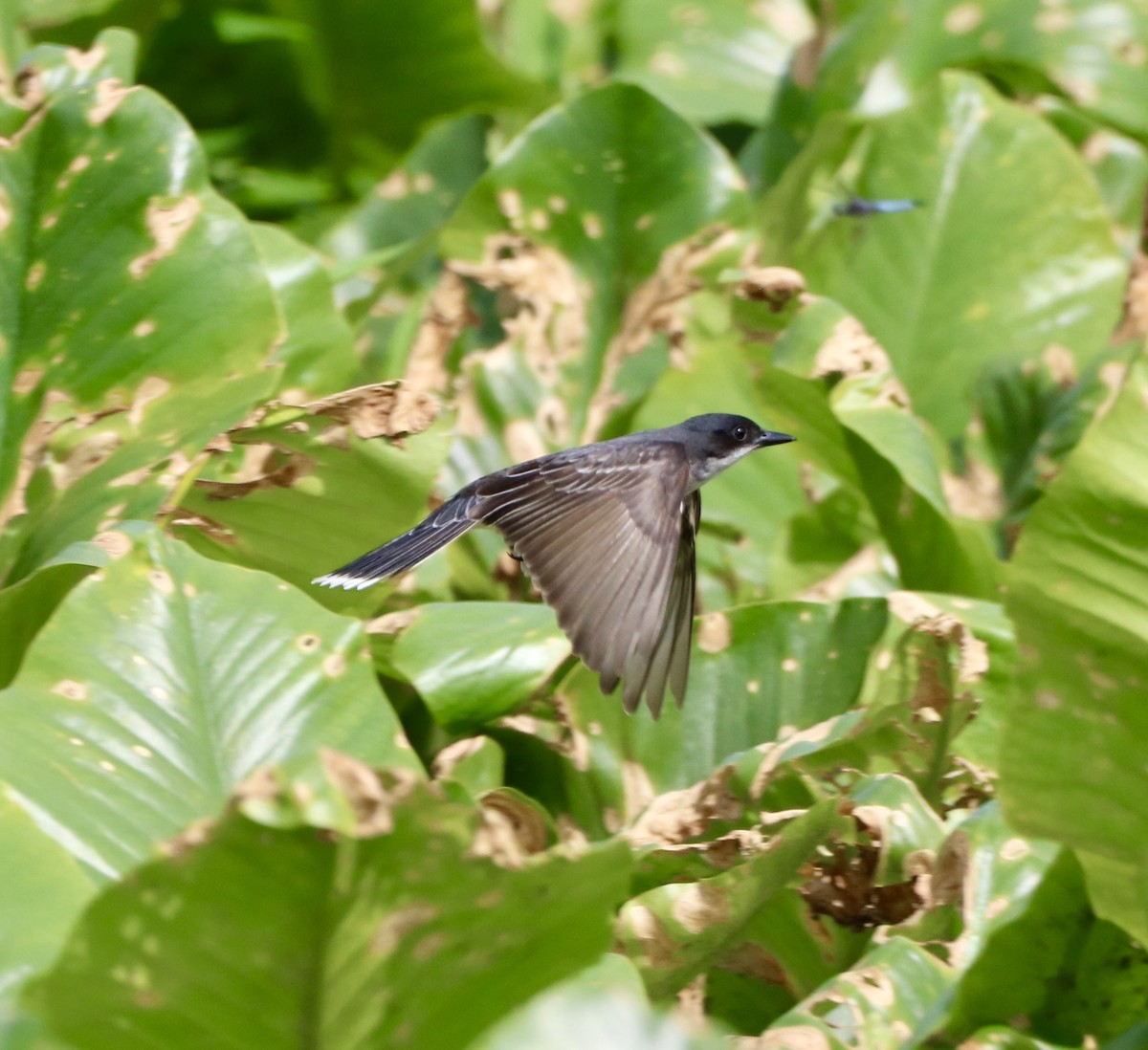 Eastern Kingbird - Carla Morris