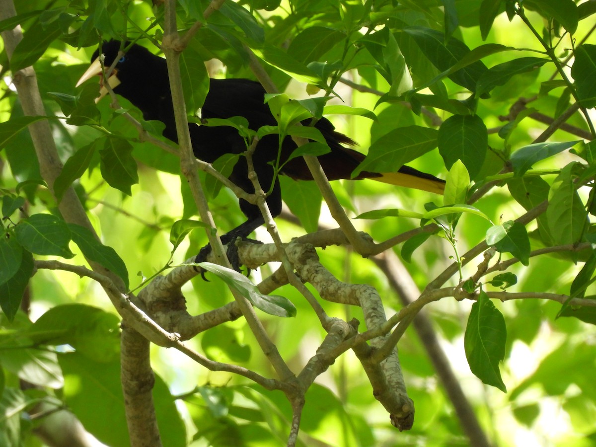 Crested Oropendola - Leandro Niebles Puello