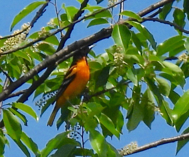 Baltimore Oriole - Sue Bernstein