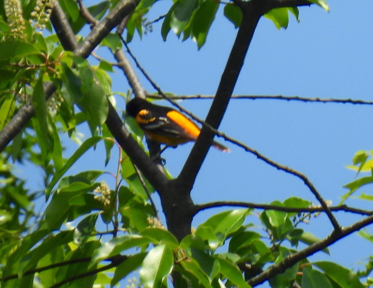 Baltimore Oriole - Sue Bernstein