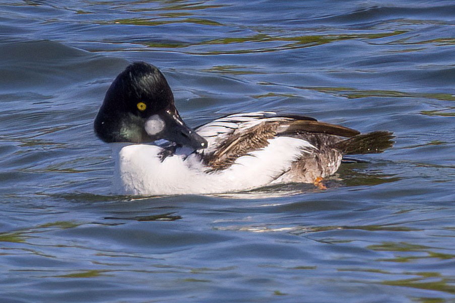 Common Goldeneye - Brian Bailey