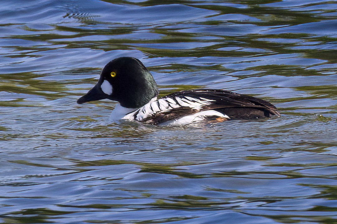 Common Goldeneye - Brian Bailey