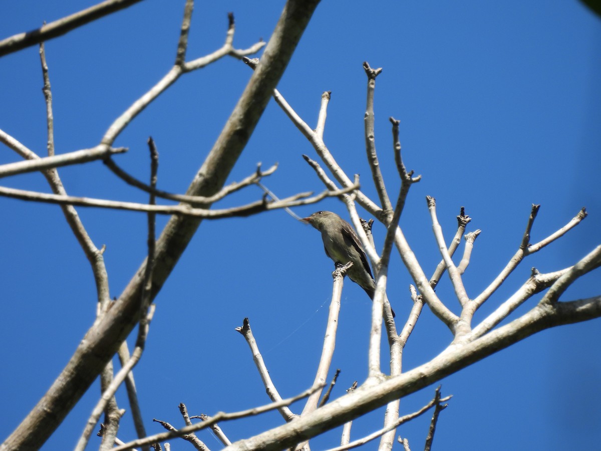 Northern Tropical Pewee - Leandro Niebles Puello