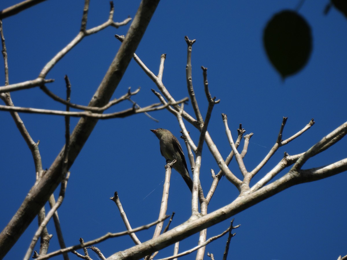 Northern Tropical Pewee - Leandro Niebles Puello