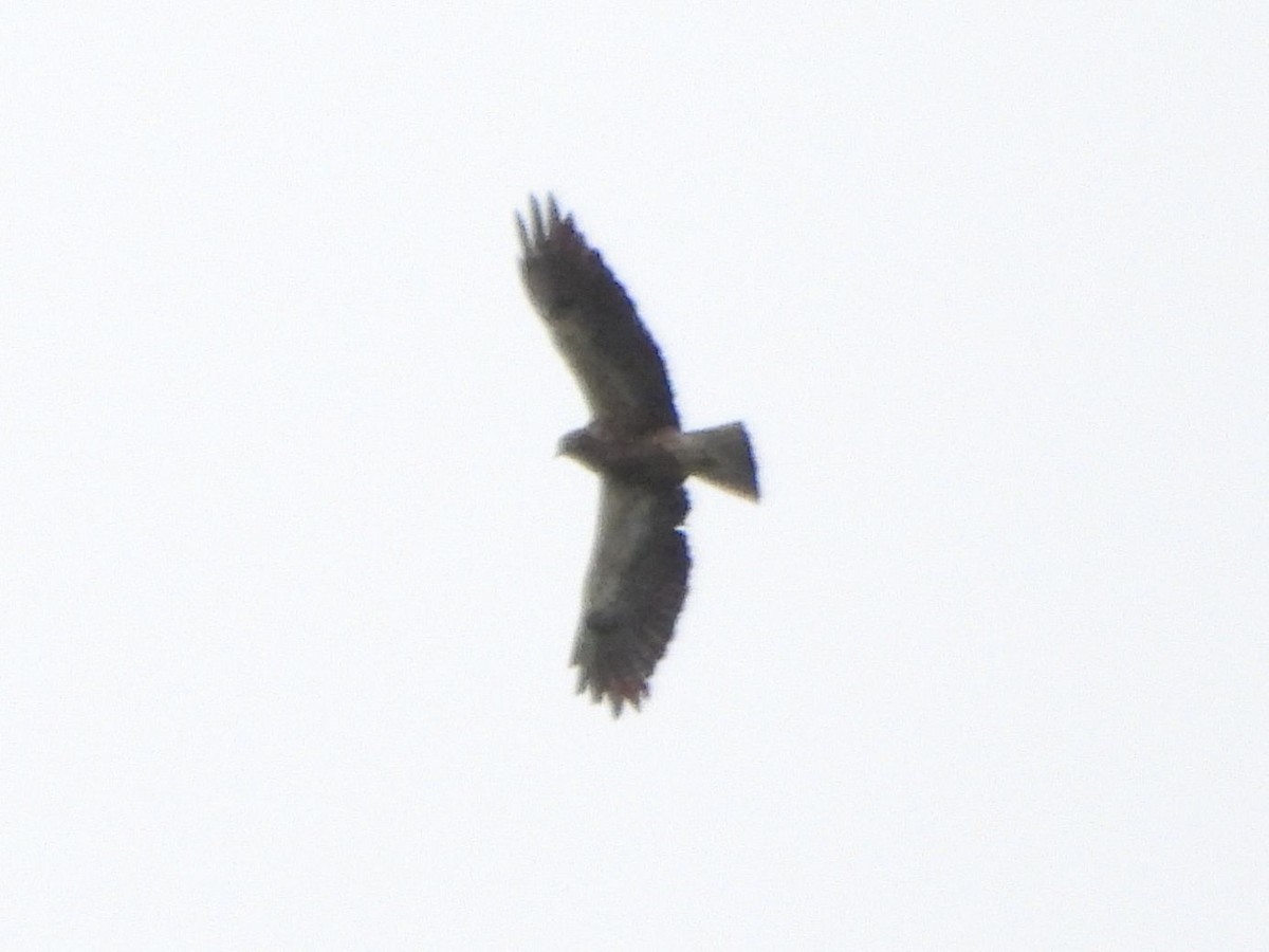 Swainson's Hawk - ML619601157