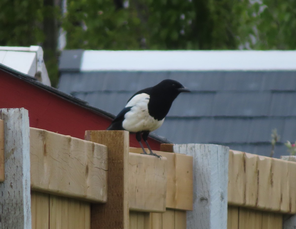 Black-billed Magpie - Violet Kosack