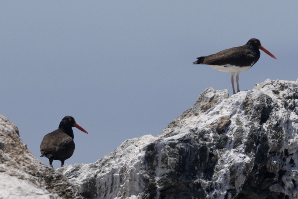 Black Oystercatcher - Ted Keyel