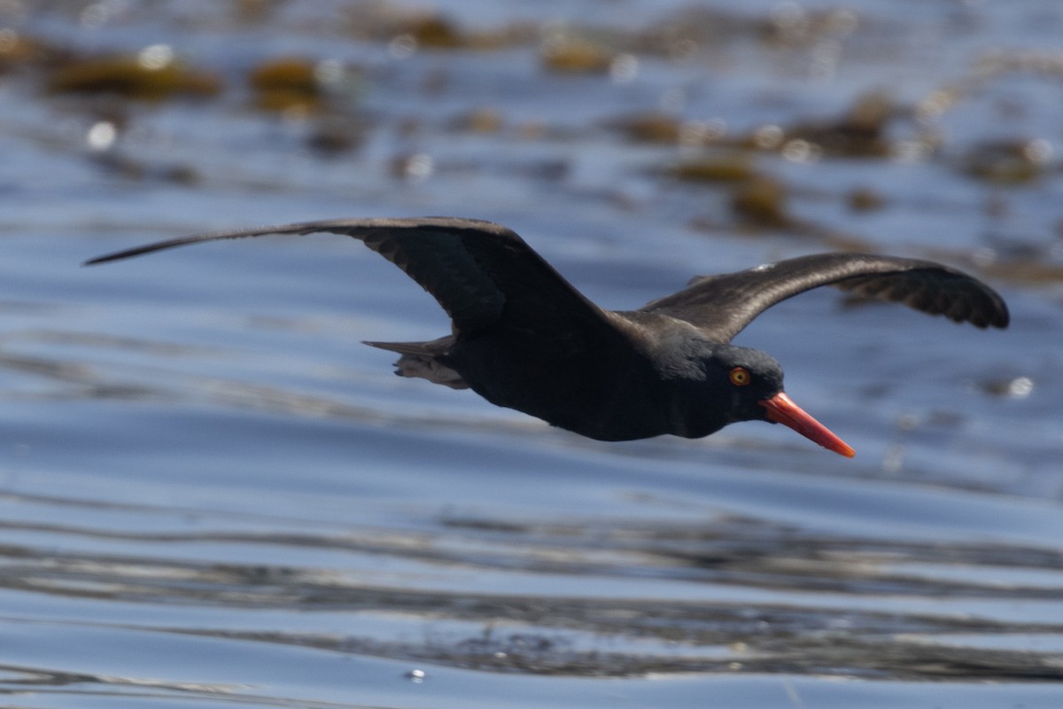 Black Oystercatcher - Ted Keyel