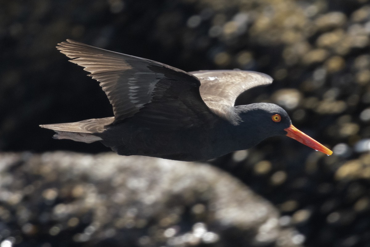 Black Oystercatcher - Ted Keyel