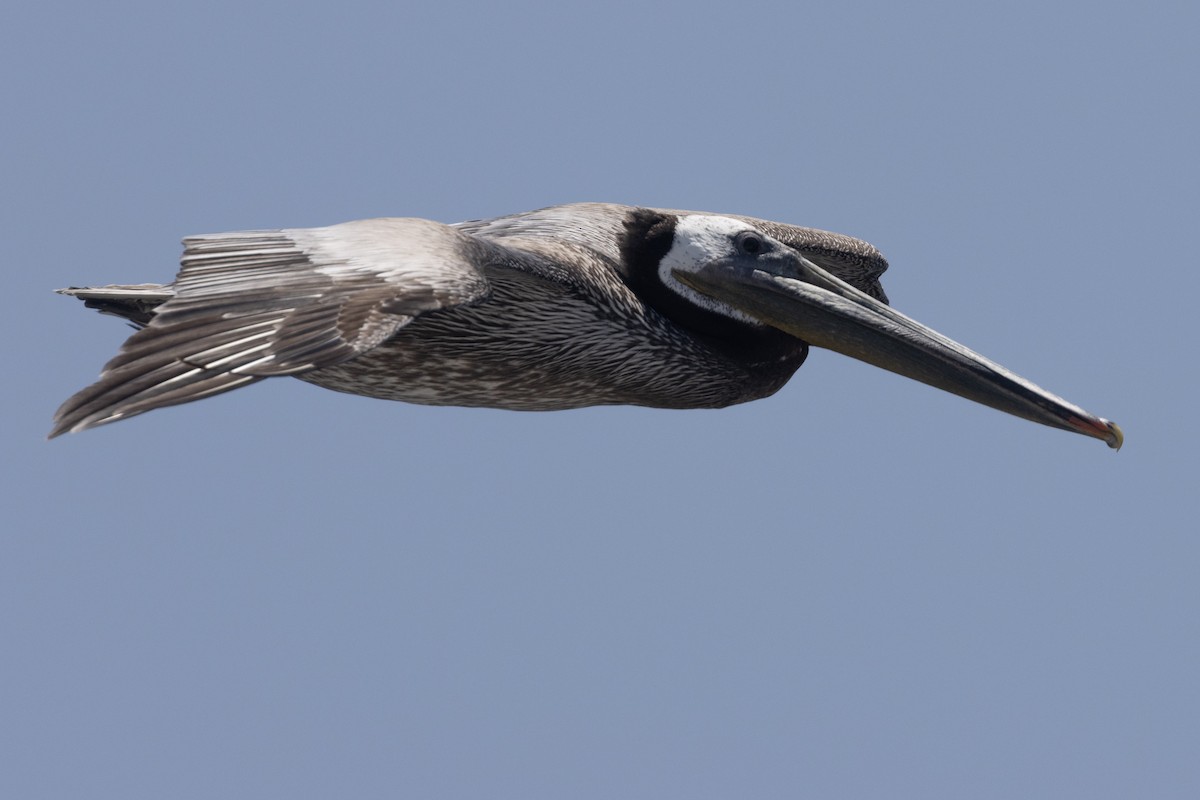 Brown Pelican - Ted Keyel