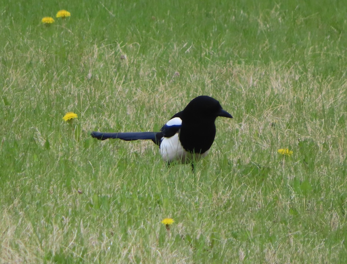 Black-billed Magpie - Violet Kosack