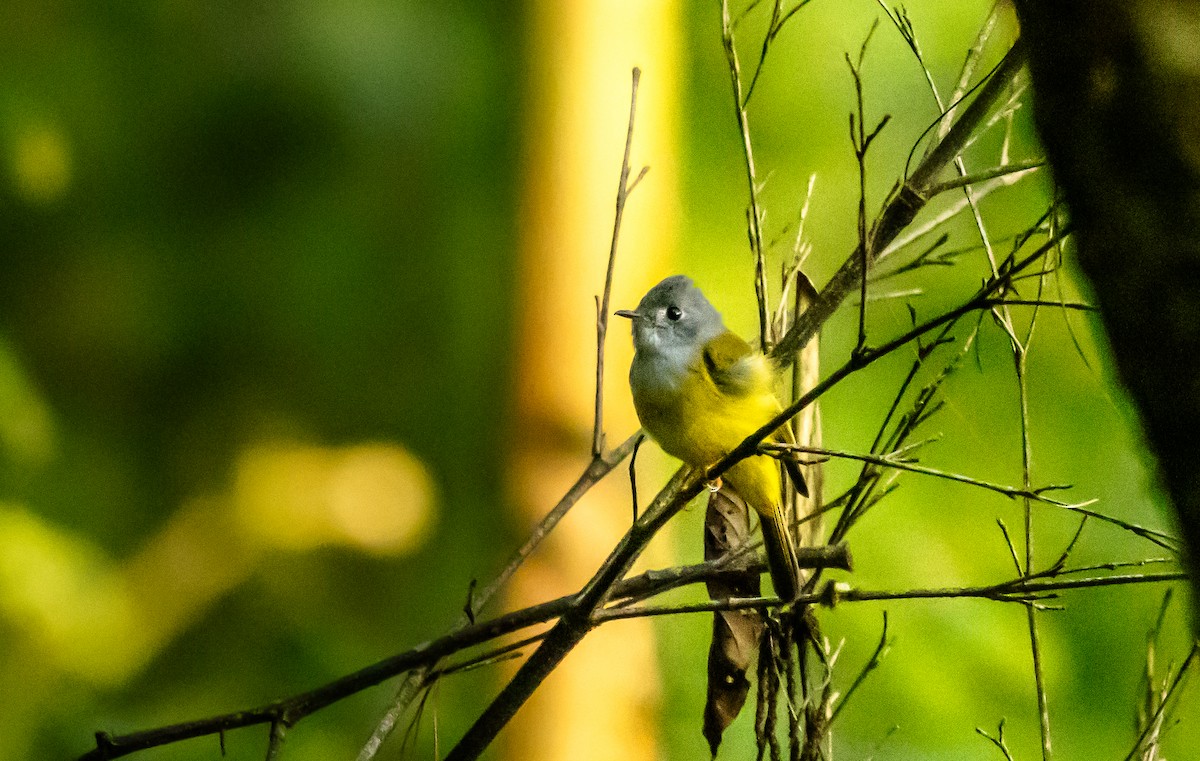 Gray-headed Canary-Flycatcher - Kanno Tage
