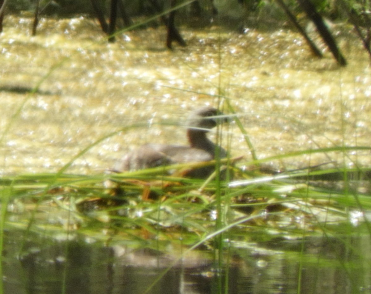 Pied-billed Grebe - Julie Szabo