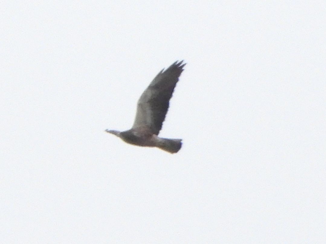 Swainson's Hawk - ML619601174