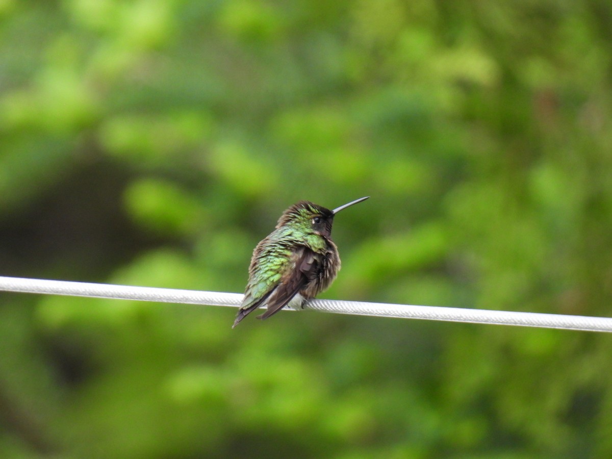 Ruby-throated Hummingbird - Joe McGill