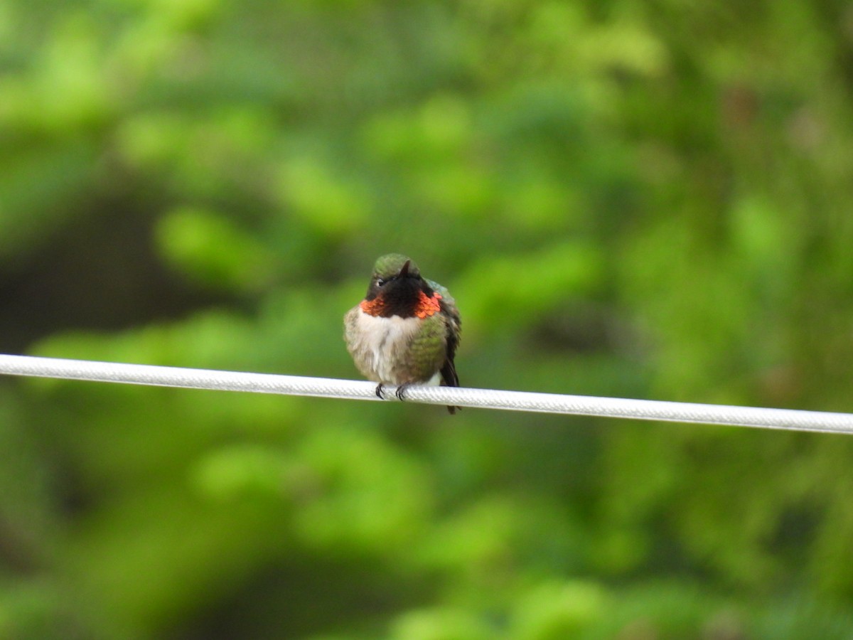 Ruby-throated Hummingbird - Joe McGill