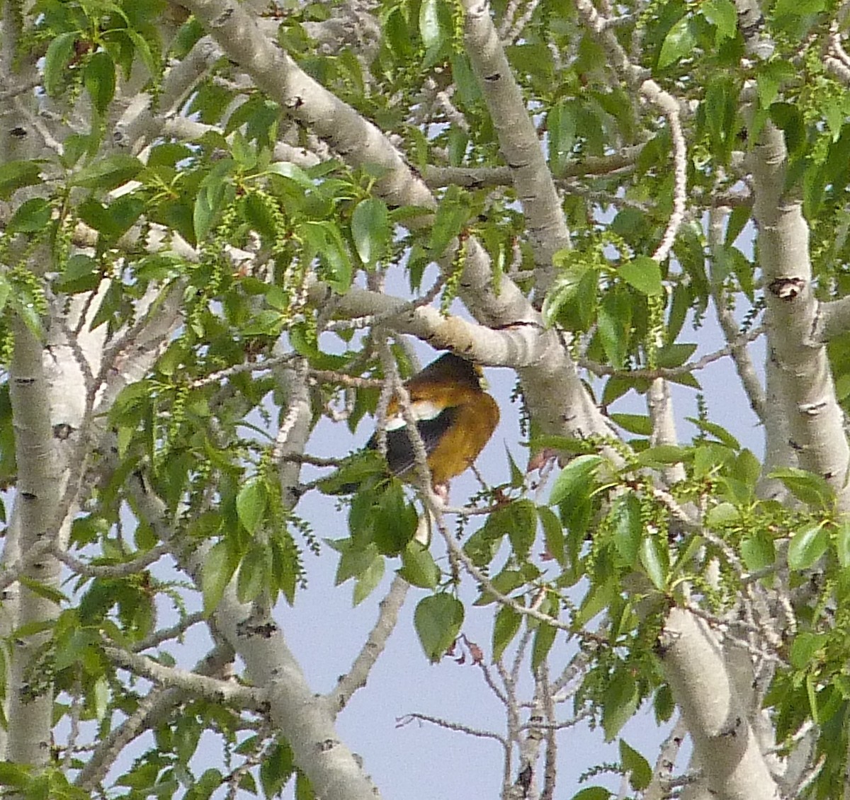 Evening Grosbeak - Kenneth Stinchcomb