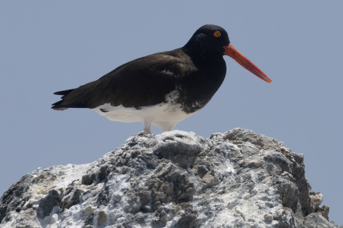 American/Black Oystercatcher - Ted Keyel