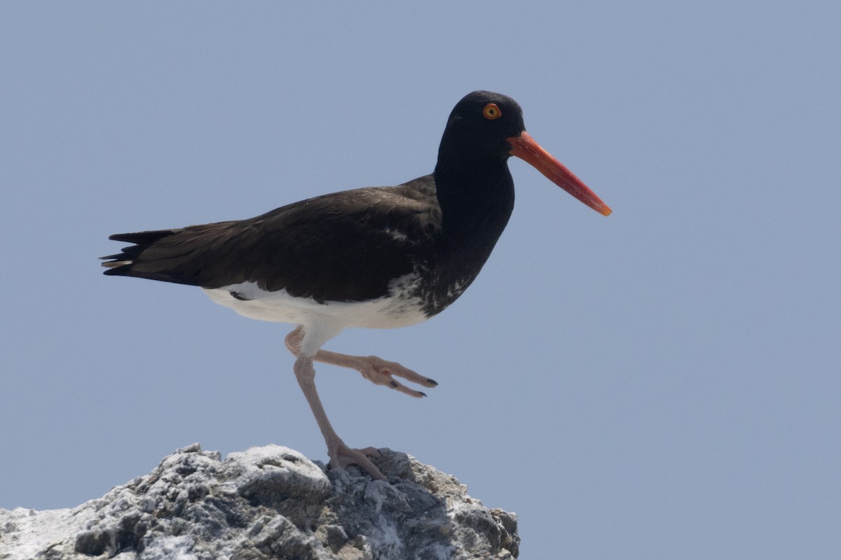 American/Black Oystercatcher - ML619601182