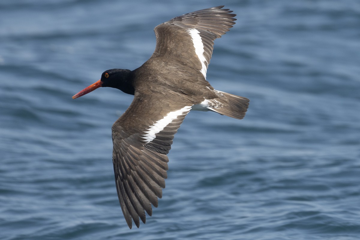 American/Black Oystercatcher - ML619601186