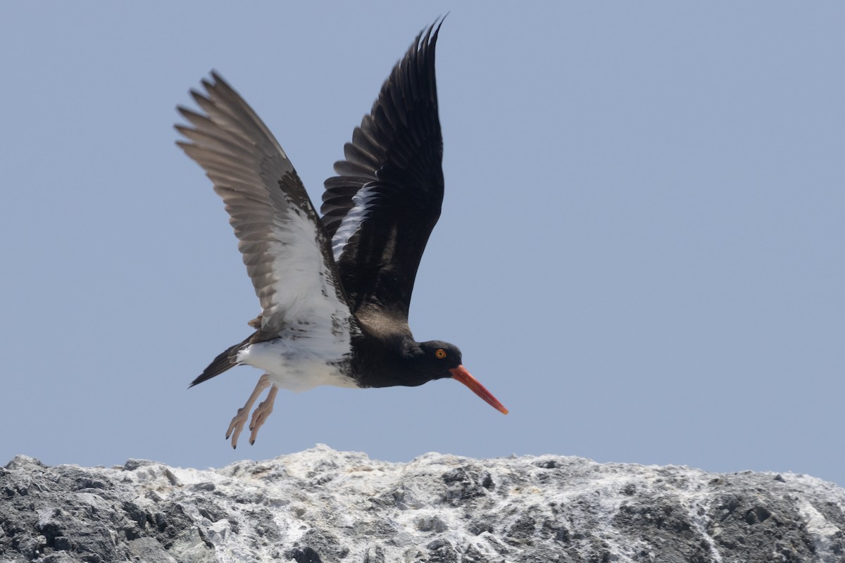 American/Black Oystercatcher - ML619601187