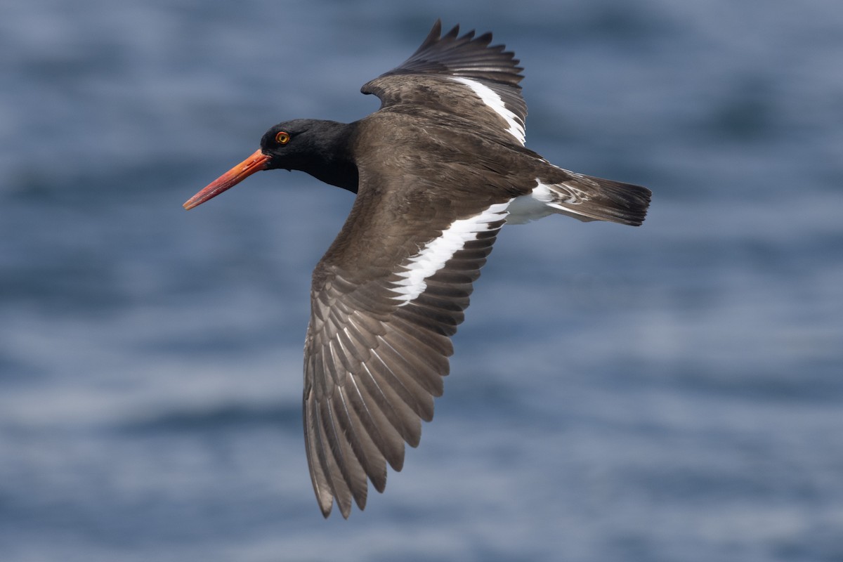 American/Black Oystercatcher - ML619601188