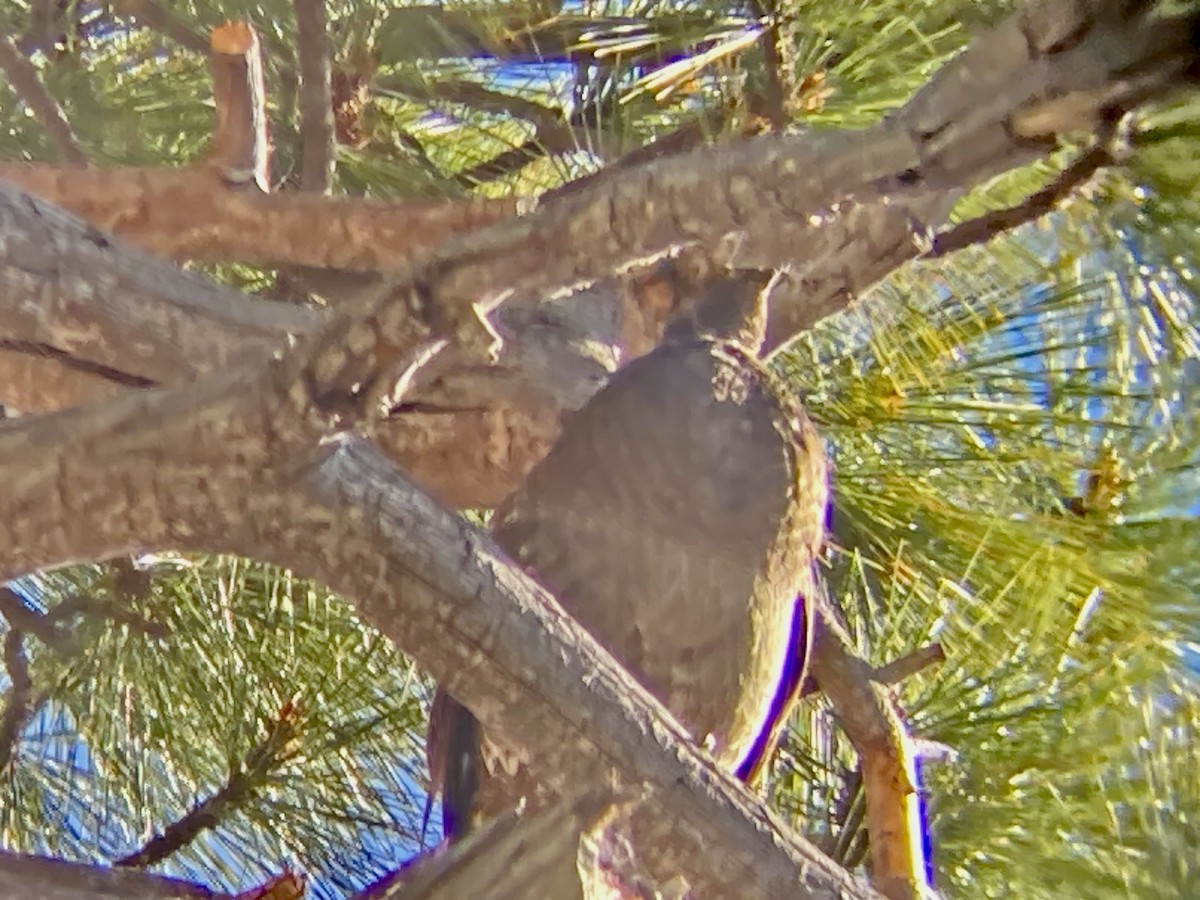 Sooty Grouse - ML619601191