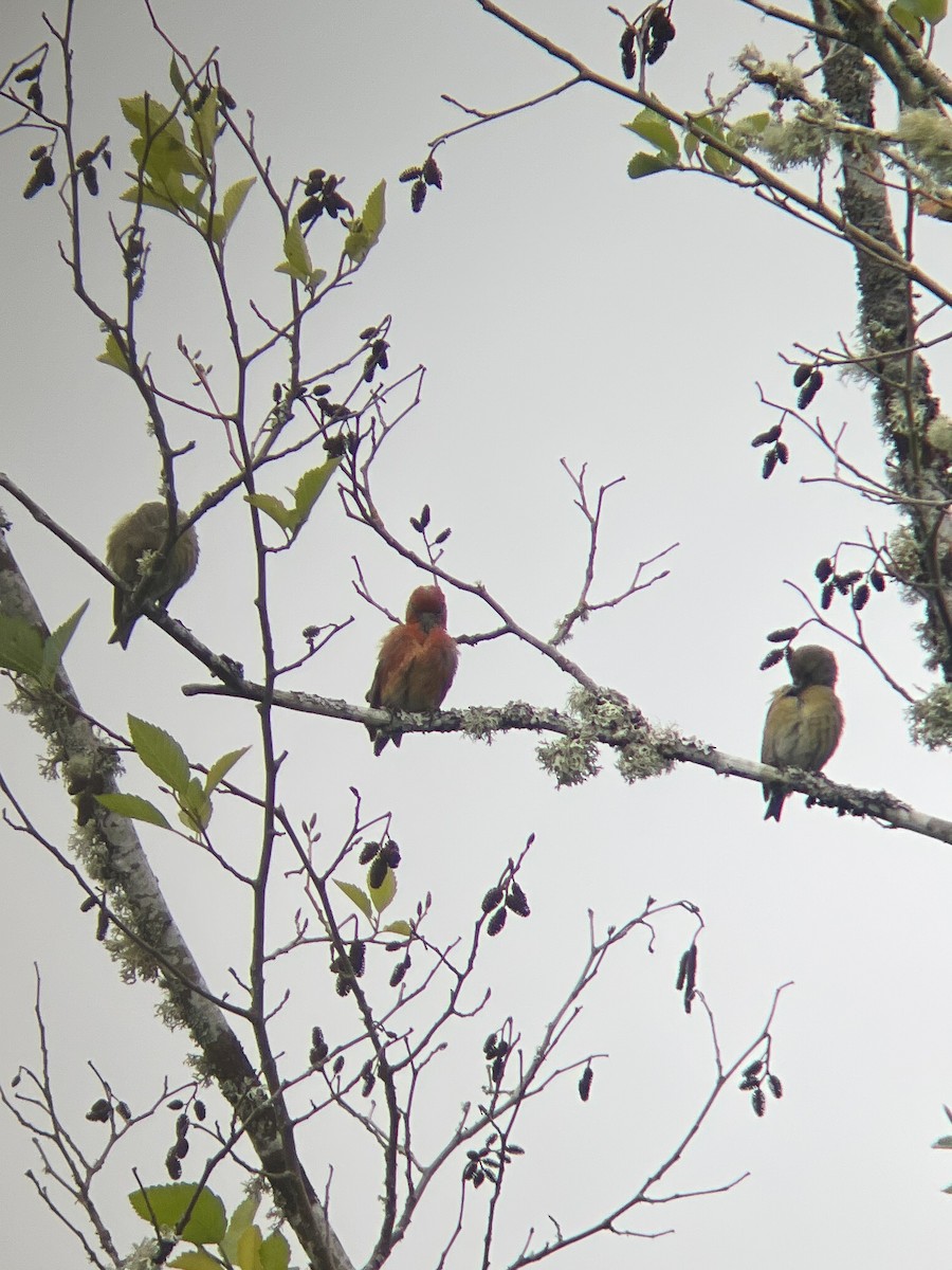 Red Crossbill - Ed Beck