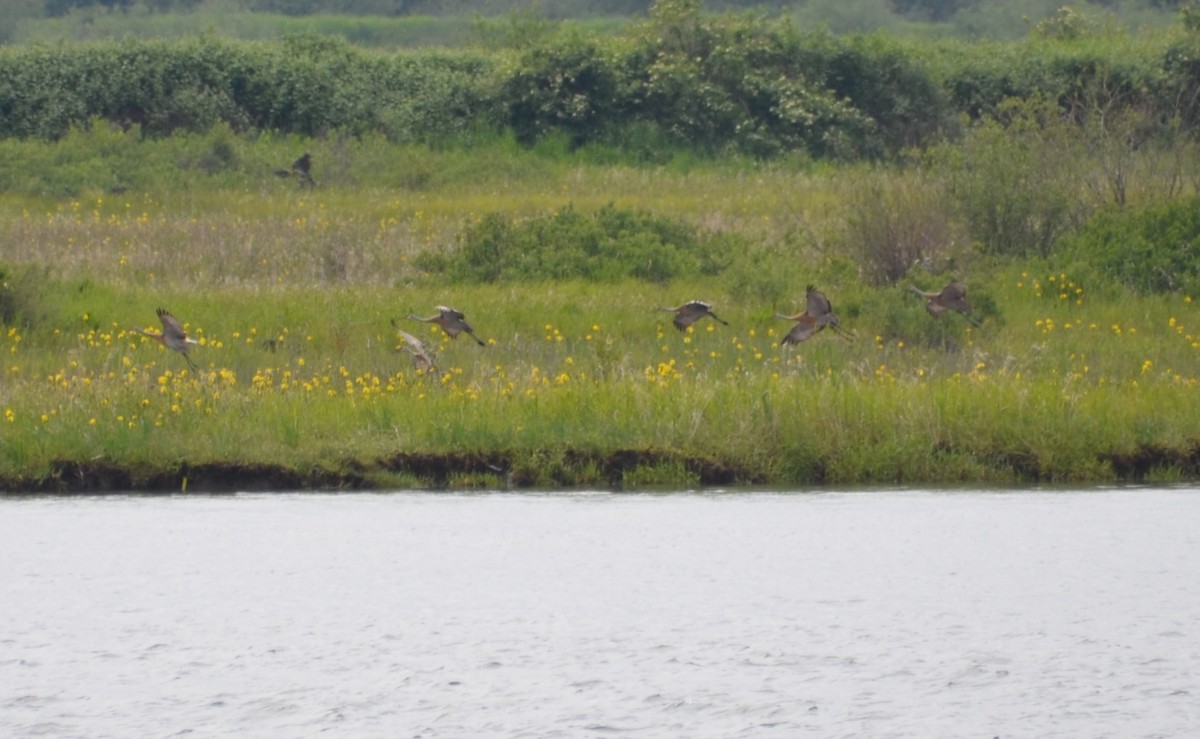 Sandhill Crane - Vanessa Hum