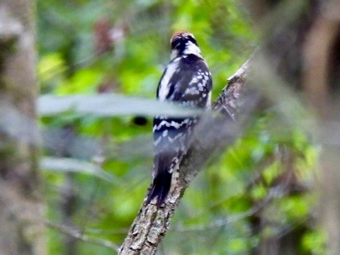 Downy Woodpecker - Kathy Pourciau