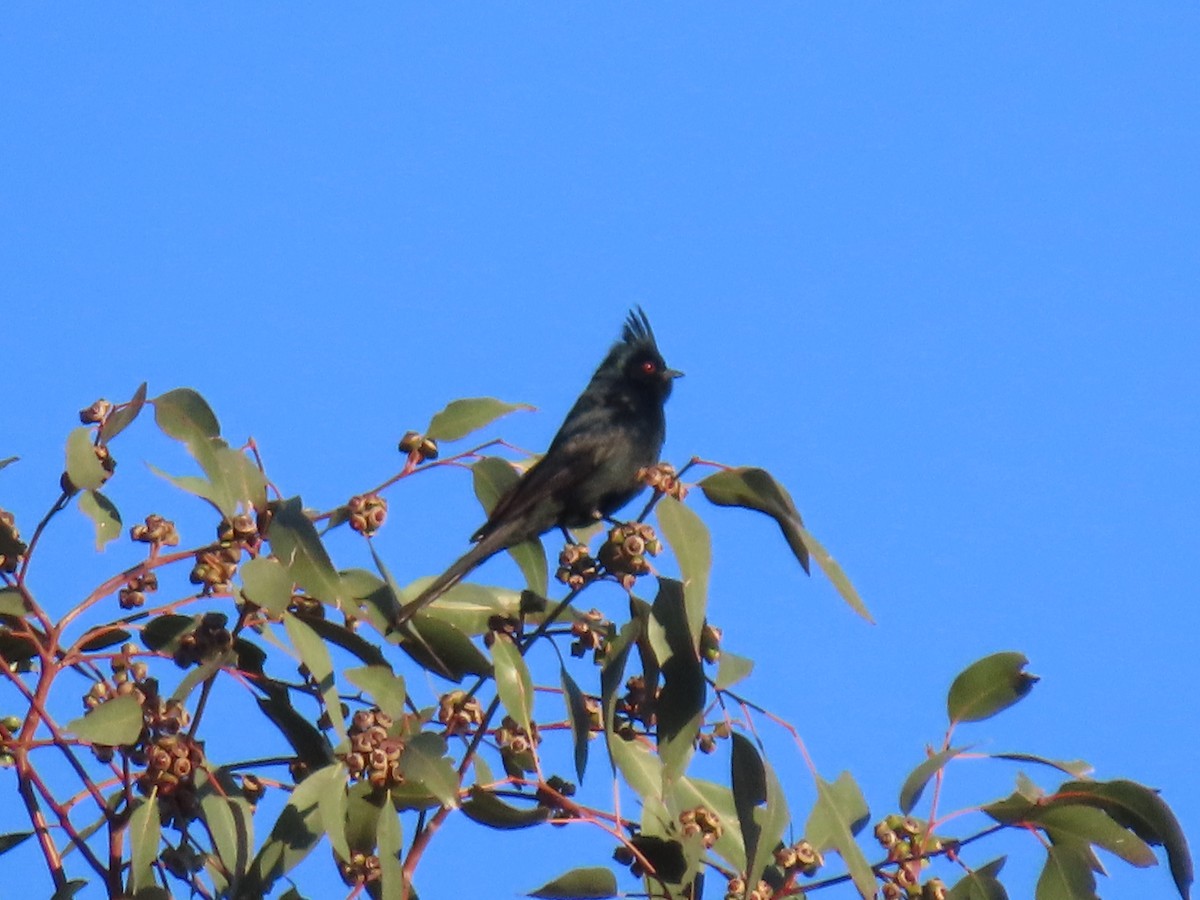 Phainopepla - karen pinckard