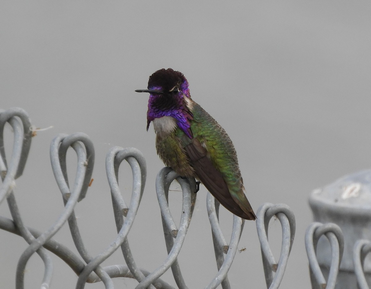 Costa's Hummingbird - Julie Szabo