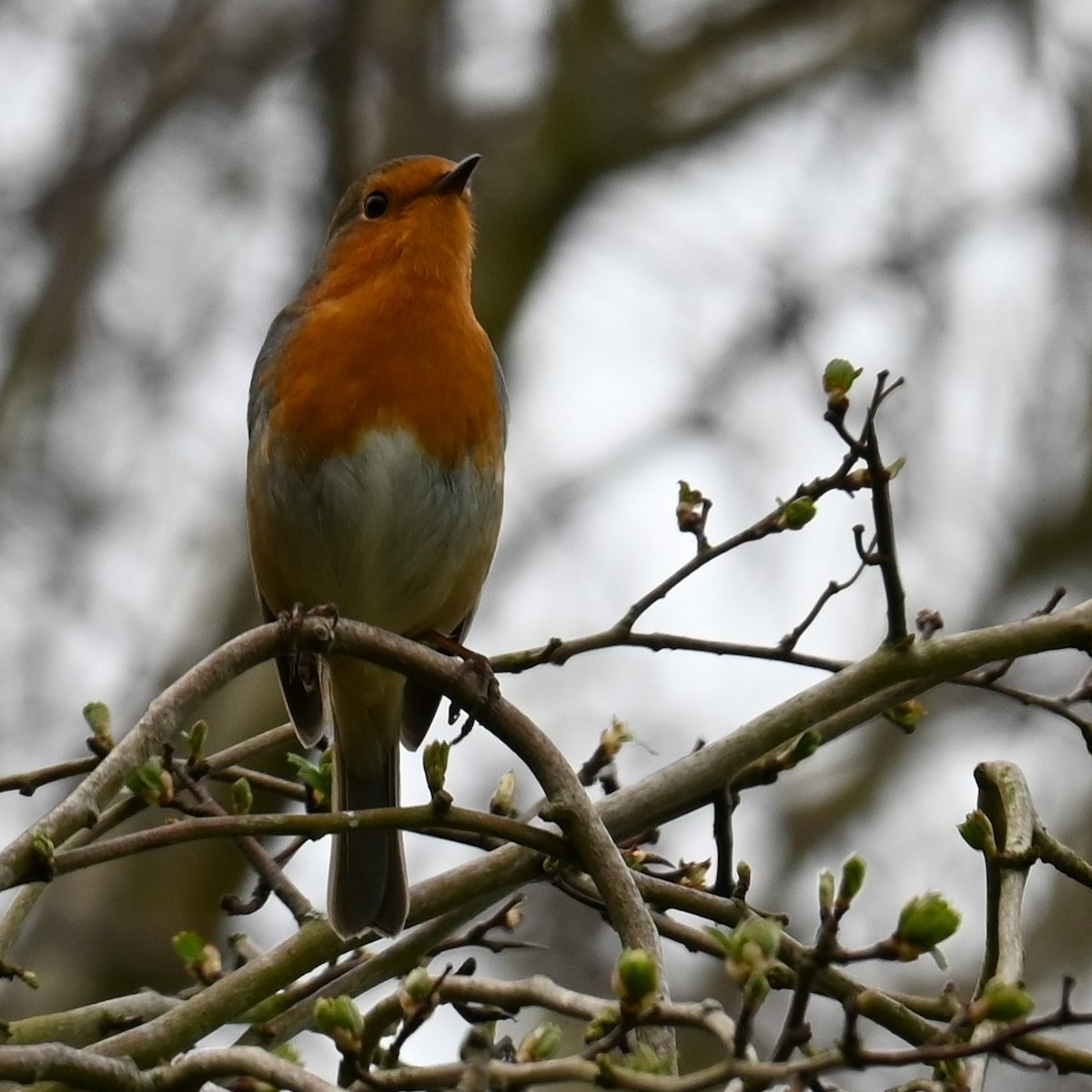 European Robin - ML619601203