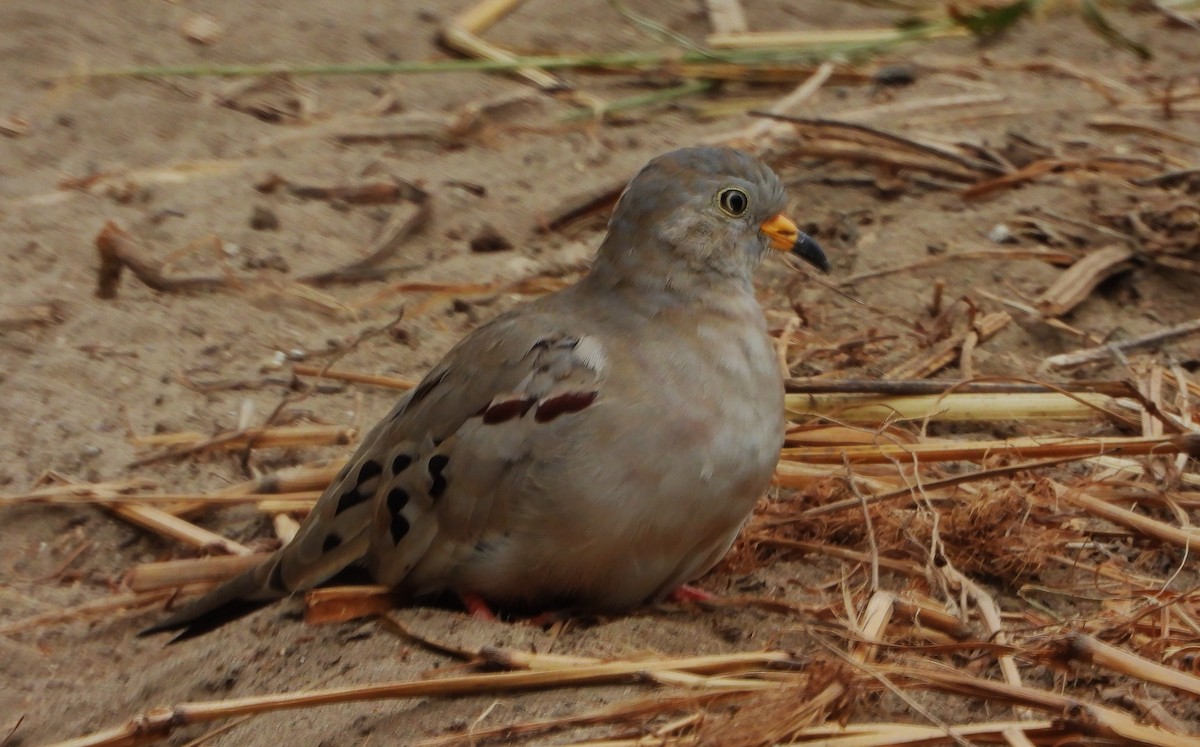 Croaking Ground Dove - ML619601204