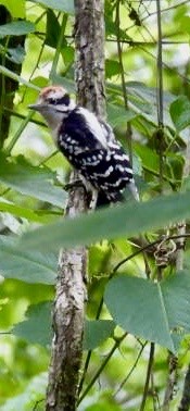 Downy Woodpecker - ML619601207