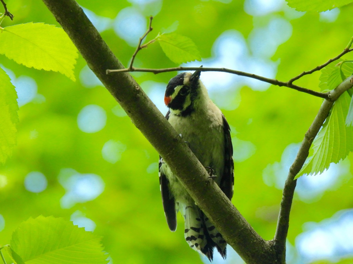 Downy Woodpecker - Sue Bernstein